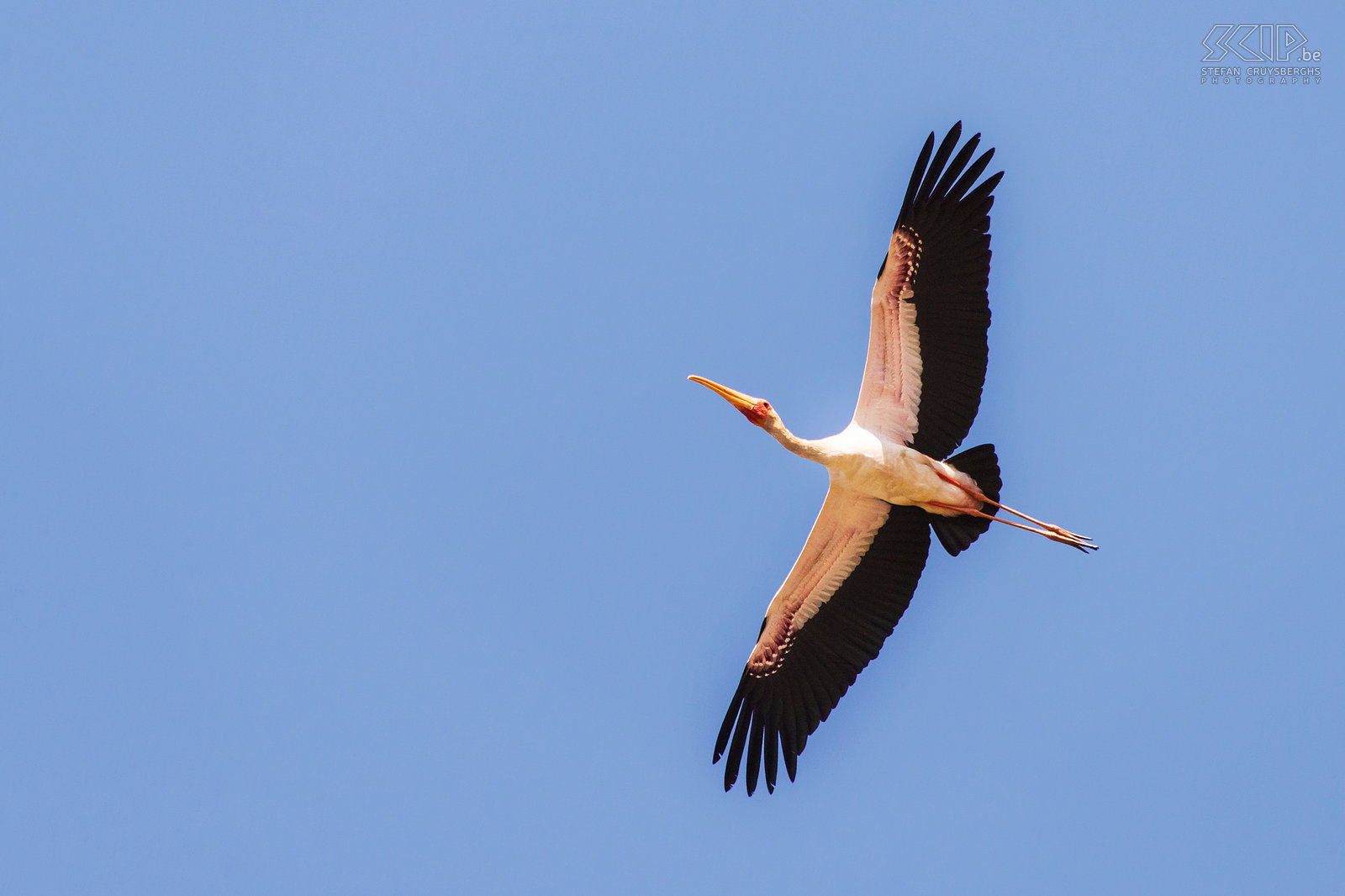South Luangwa - Yellow-billed stork Flying yellow-billed stork (Mycteria ibis) Stefan Cruysberghs